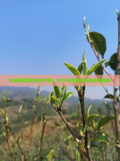 古法普洱茶价格是多少