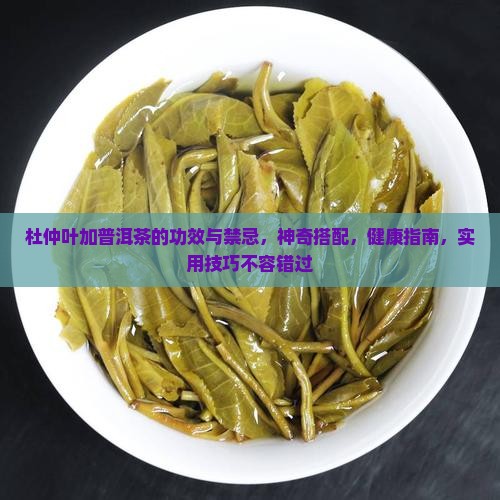 杜仲叶加普洱茶的功效与禁忌