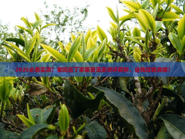 老同志丁家寨普洱茶测评