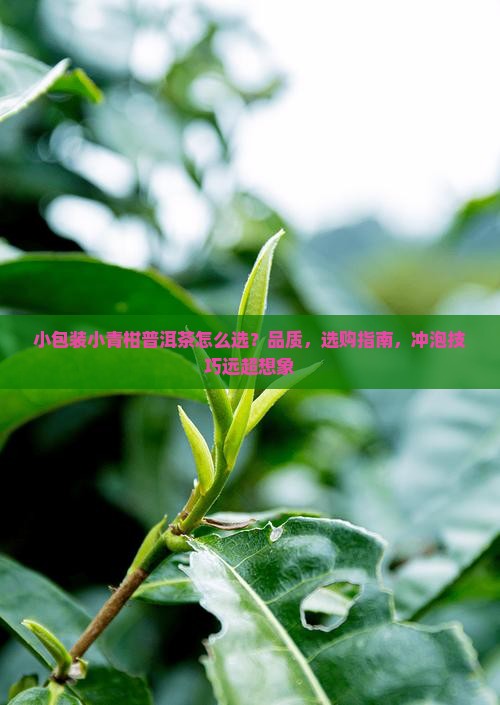 小包装小青柑普洱茶