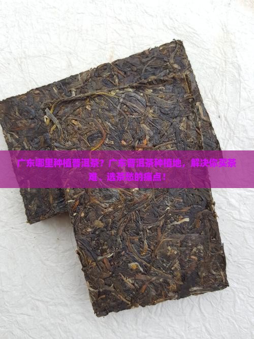 广东哪里种植普洱茶