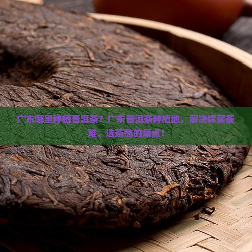 广东哪里种植普洱茶