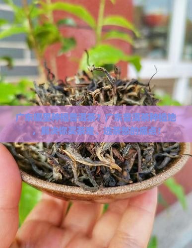 广东哪里种植普洱茶