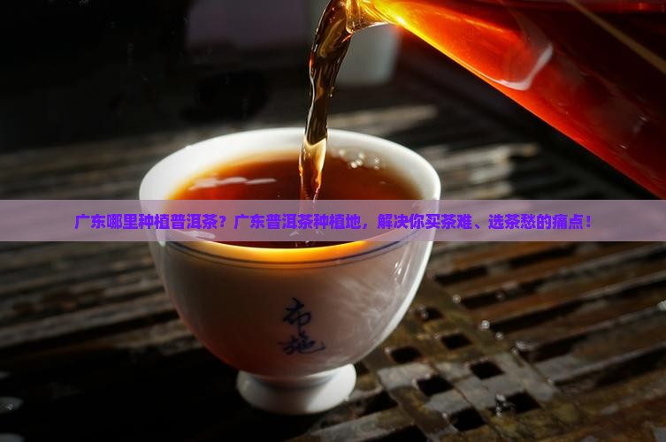 广东哪里种植普洱茶