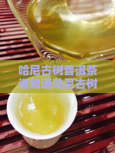 哈尼古树普洱茶谁知道