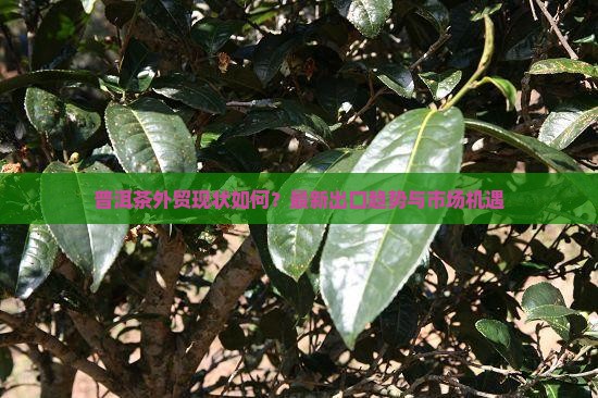 普洱茶外贸现状如何