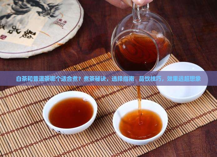 白茶和普洱茶哪个适合煮