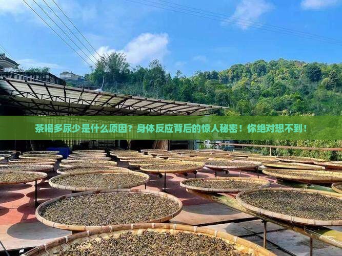茶喝多尿少是什么原因