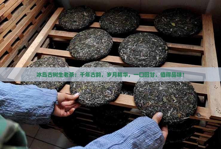 冰岛古树生老茶