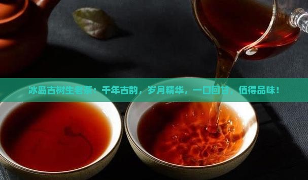 冰岛古树生老茶