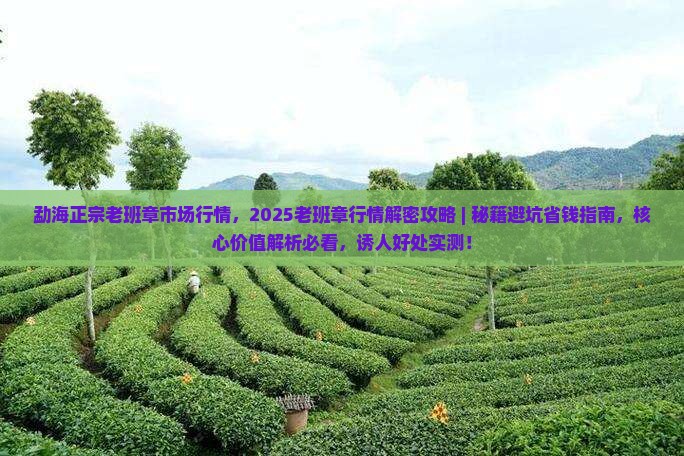 勐海正宗老班章市场行情