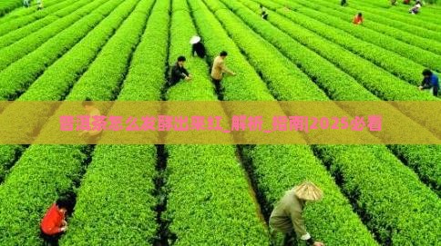 普洱茶怎么发酵出来红