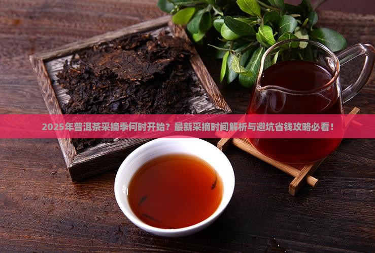今年采摘普洱茶的季节是什么 今年采摘普洱茶的季节是什么