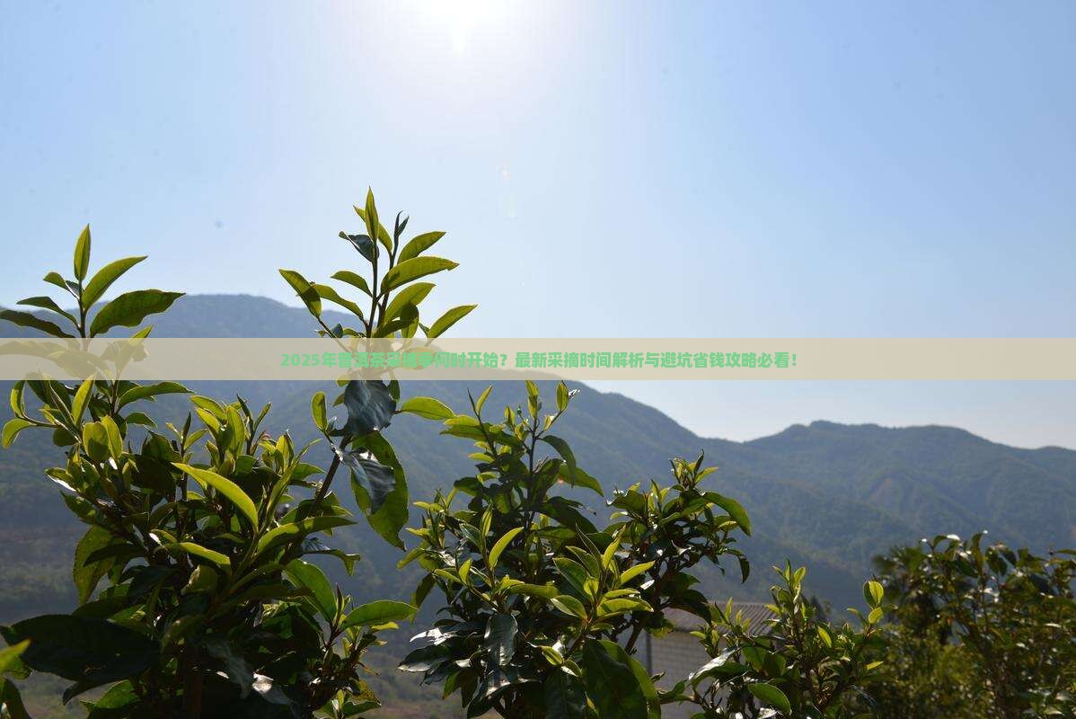 今年采摘普洱茶的季节是什么 今年采摘普洱茶的季节是什么