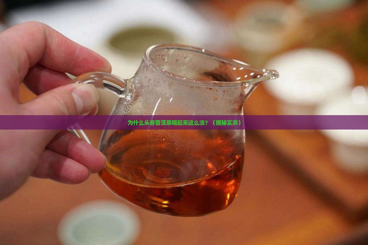 为什么头春普洱茶味道淡