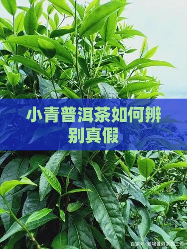 小青柑普洱茶如何区别真假