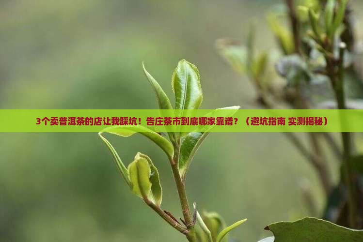 告庄里卖普洱茶的店