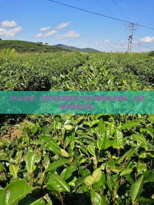 古茶寻普洱茶这个牌子怎么样