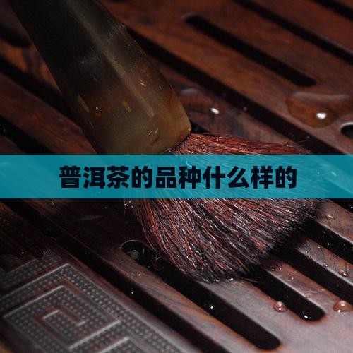 普洱茶的品种什么样的