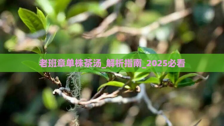 老班章单株茶汤