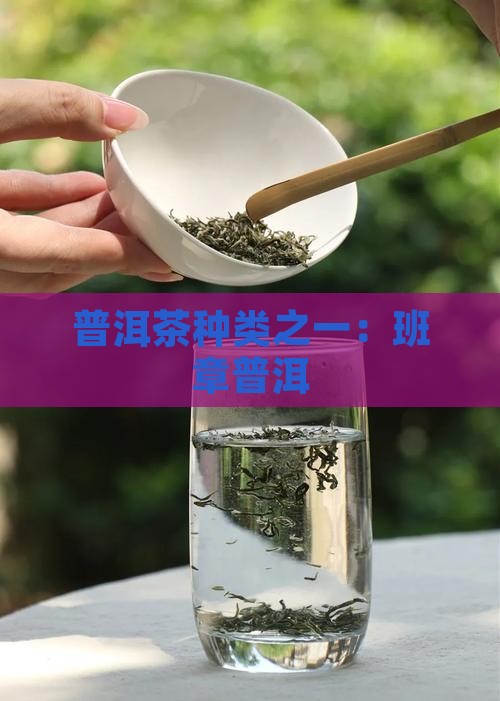 保山班章普洱茶
