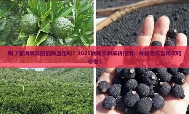喝了普洱茶降血压