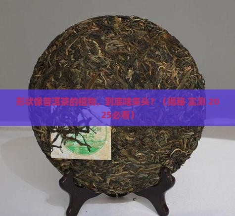 形状像普洱茶的植物