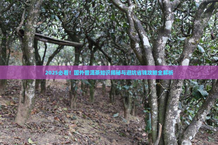 国外普洱茶知识介绍