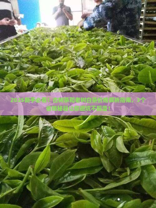 古树茶的价格是多少老树白茶价格