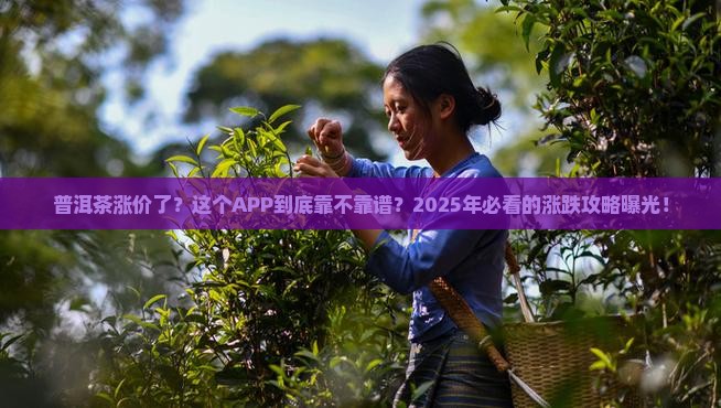 普洱茶涨幅APp