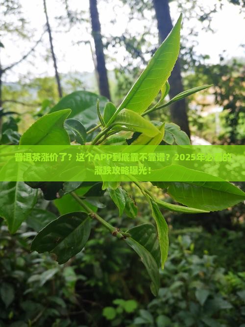 普洱茶涨幅APp