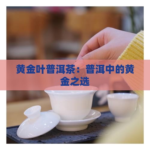 大黄金叶普洱茶