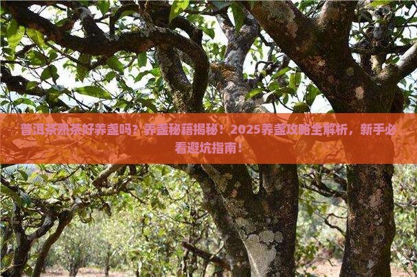 普洱茶熟茶好养盏吗