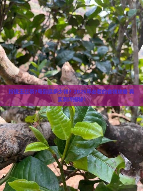 玲珑王红茶7号价格