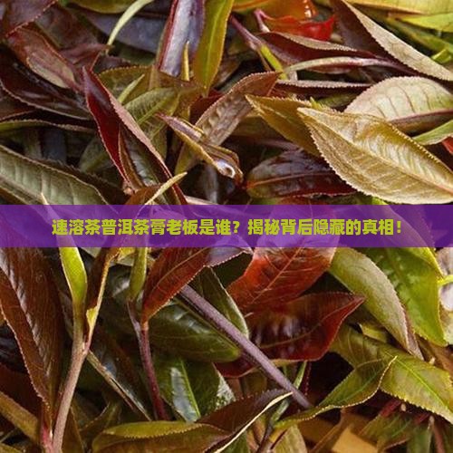 速溶茶普洱茶膏老板是谁