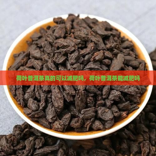 荷叶普洱茶真的可以减肥吗
