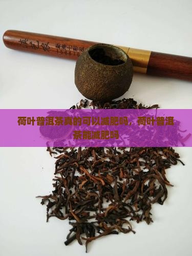 荷叶普洱茶真的可以减肥吗