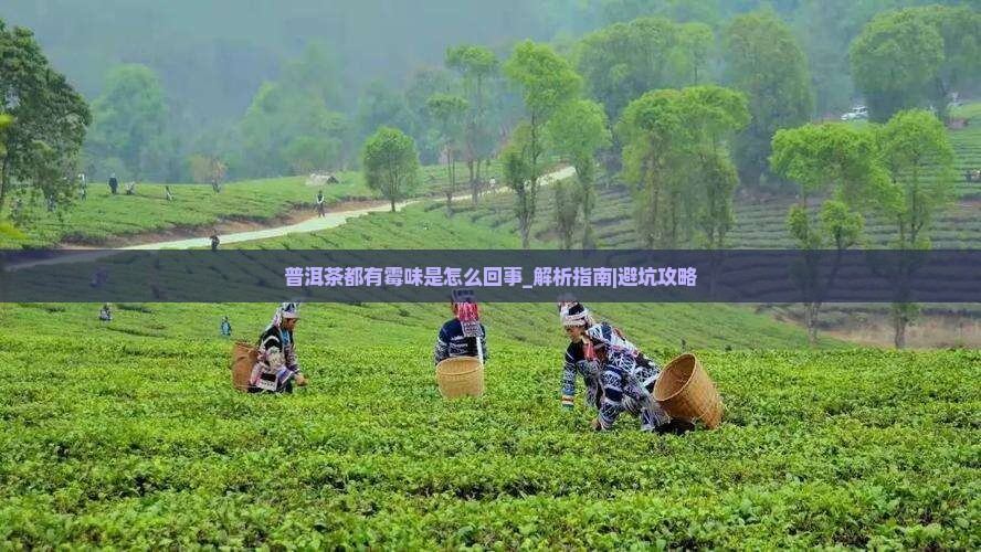 普洱茶都有霉味是怎么回事