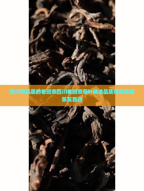 四川有品质的老班章