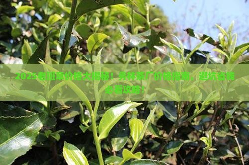 秀林茶厂的老班章价格 秀林茶厂的老班章价格