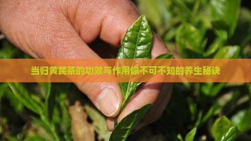 当归黄芪茶的功效与作用