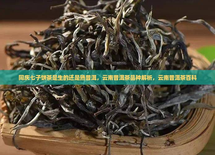 同庆七子饼茶是生的还是熟普洱