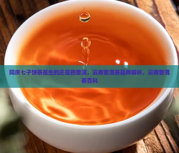 同庆七子饼茶是生的还是熟普洱