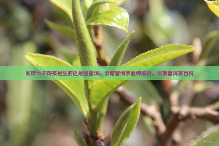 同庆七子饼茶是生的还是熟普洱