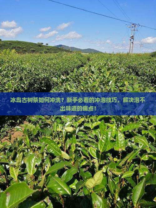 冰岛古树茶如何冲洗
