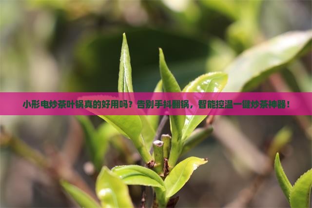 小形电炒茶叶锅