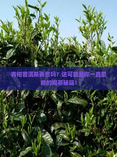 青柑普洱茶需要煮么
