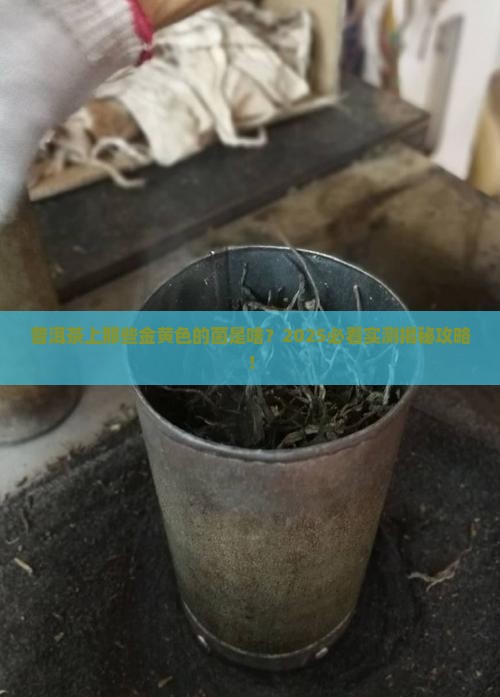 普洱茶可以长金黄色菌吗