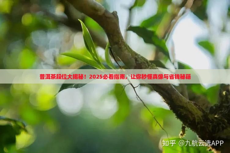 普洱茶的段位有哪些