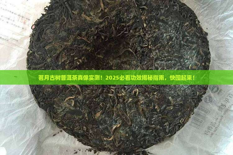 茗月古树普洱茶功效